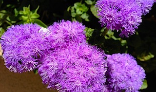 56-flower-purple-fireworks