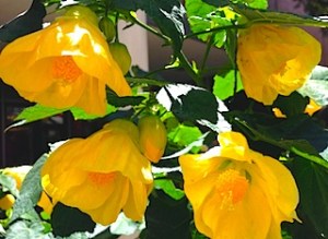 flower-yellow-orange