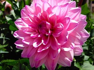 dahlia-pink