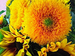 sunflowers-vibrant-yellow